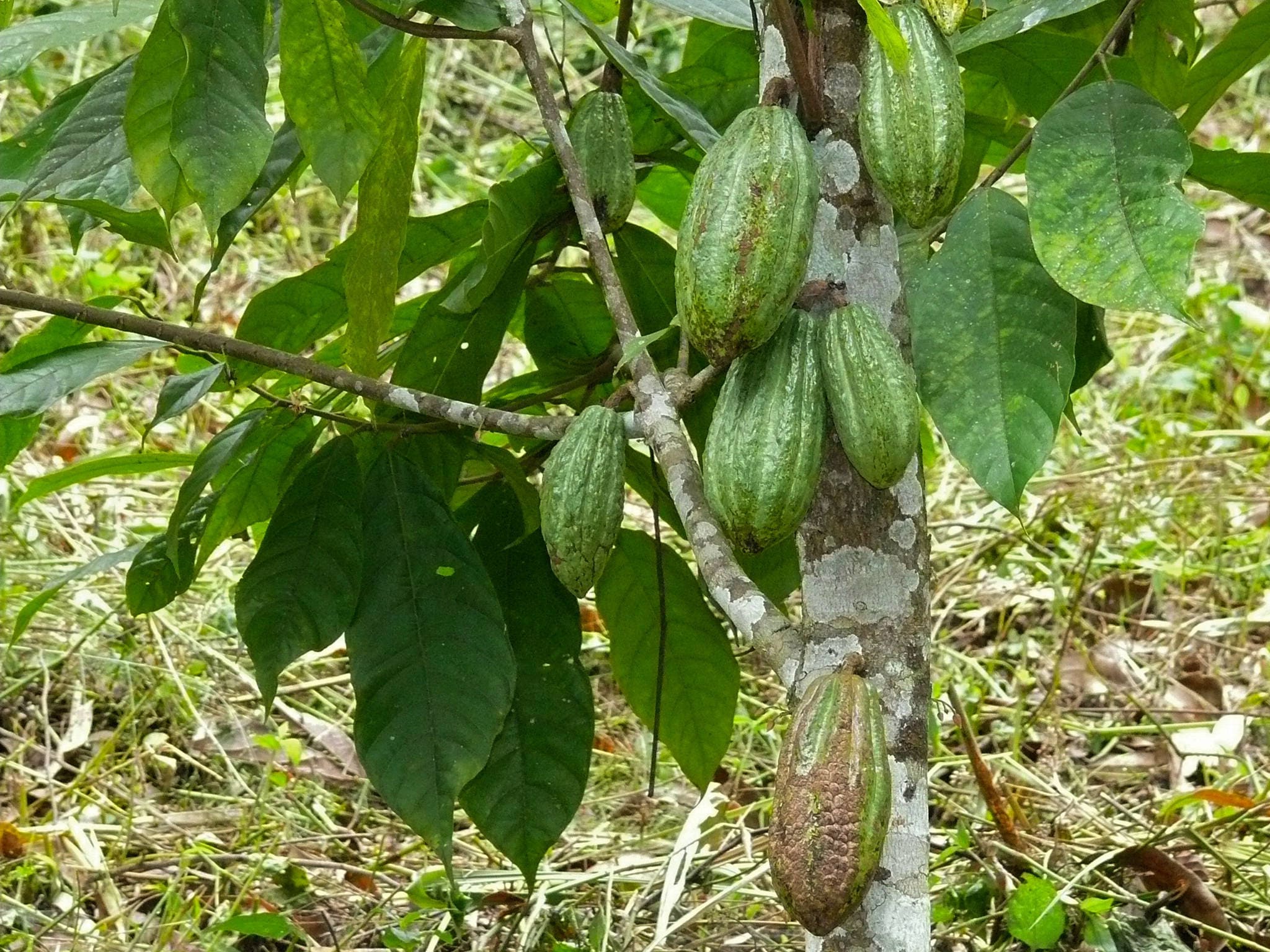 pianta fabbrica museo del cioccolato